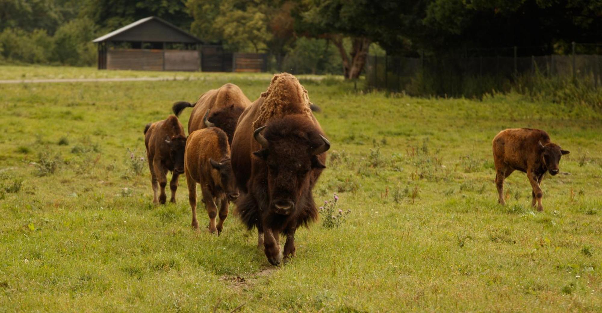 Knuthenborg Safaripark Hotel Maribo Buitenkant foto