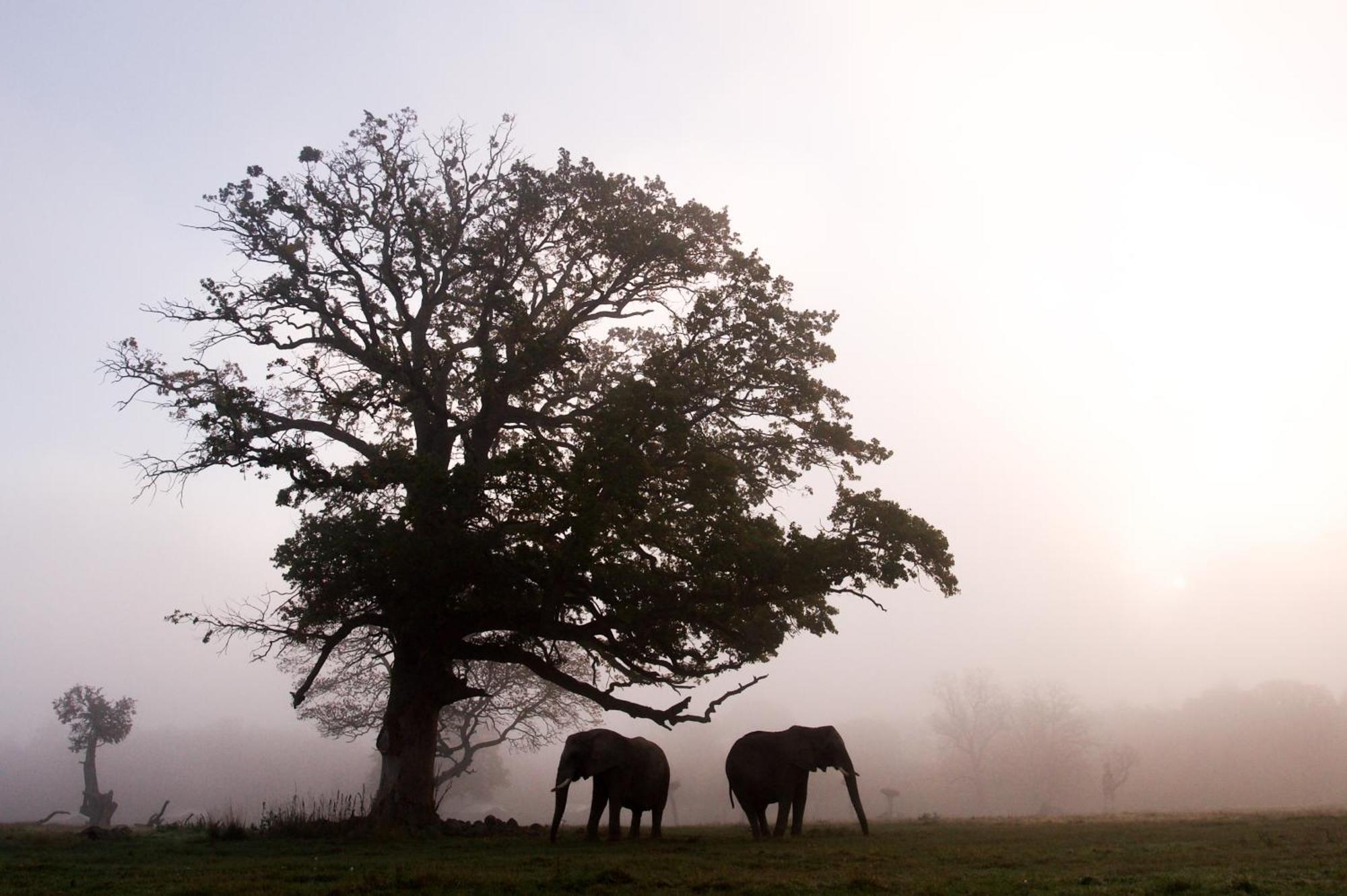 Knuthenborg Safaripark Hotel Maribo Buitenkant foto