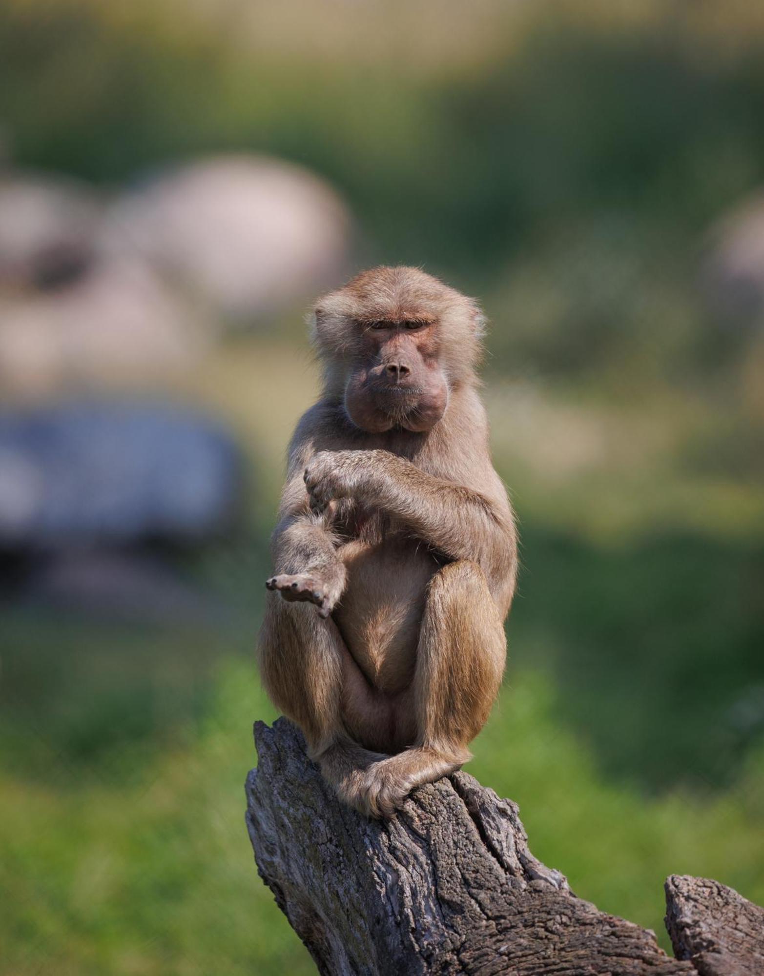 Knuthenborg Safaripark Hotel Maribo Buitenkant foto