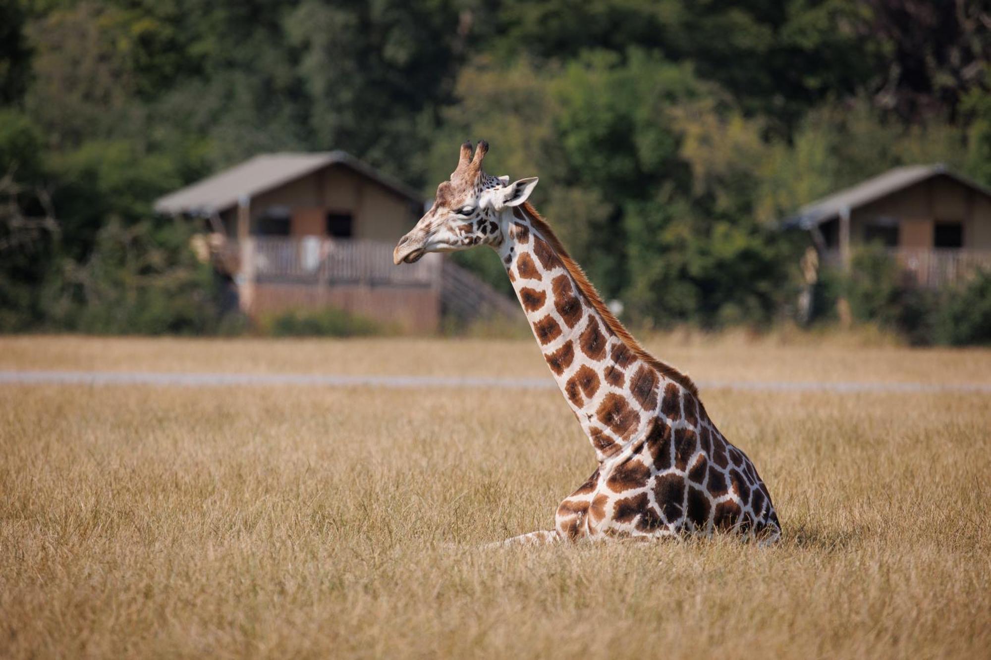 Knuthenborg Safaripark Hotel Maribo Buitenkant foto