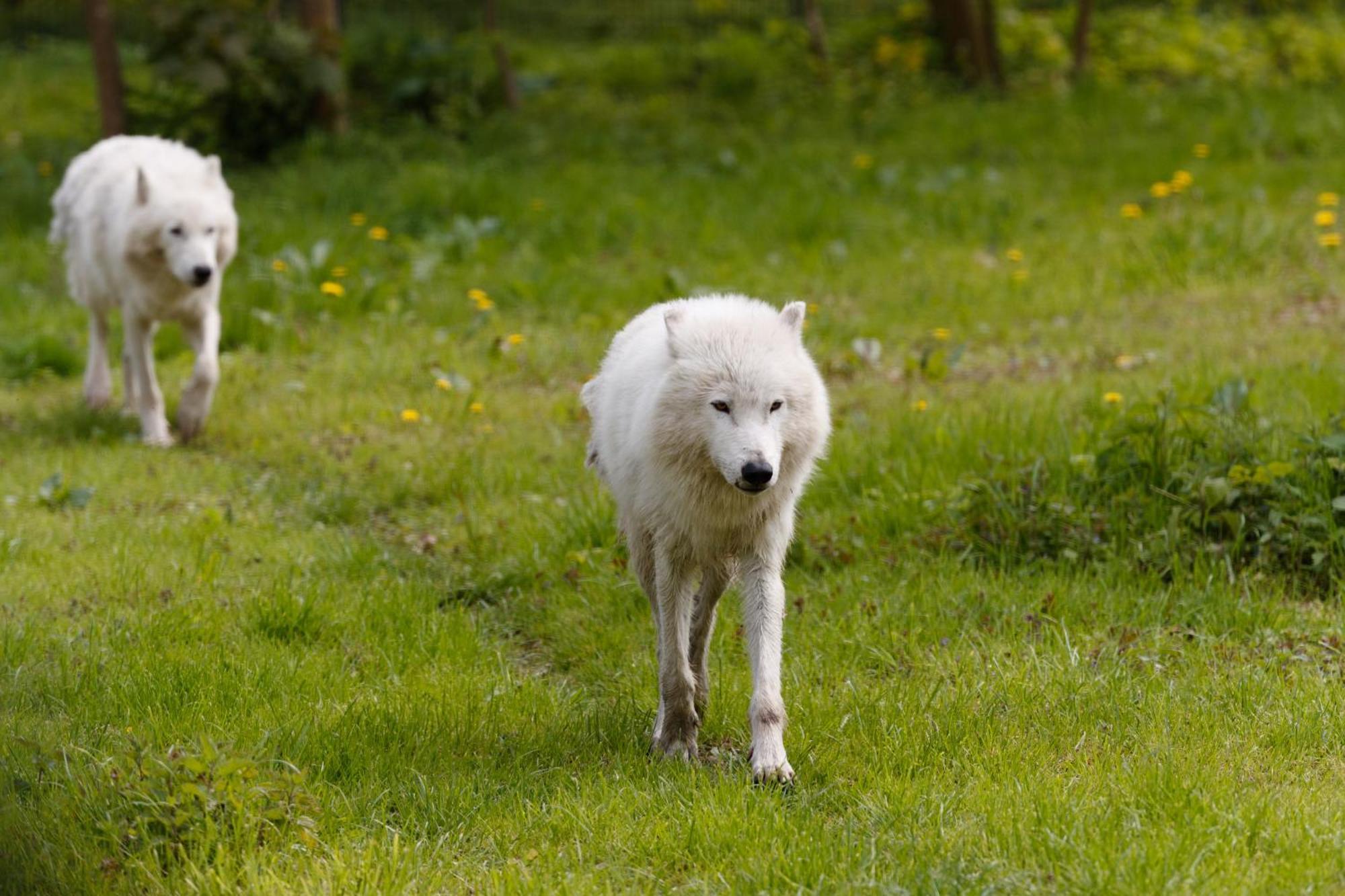 Knuthenborg Safaripark Hotel Maribo Buitenkant foto