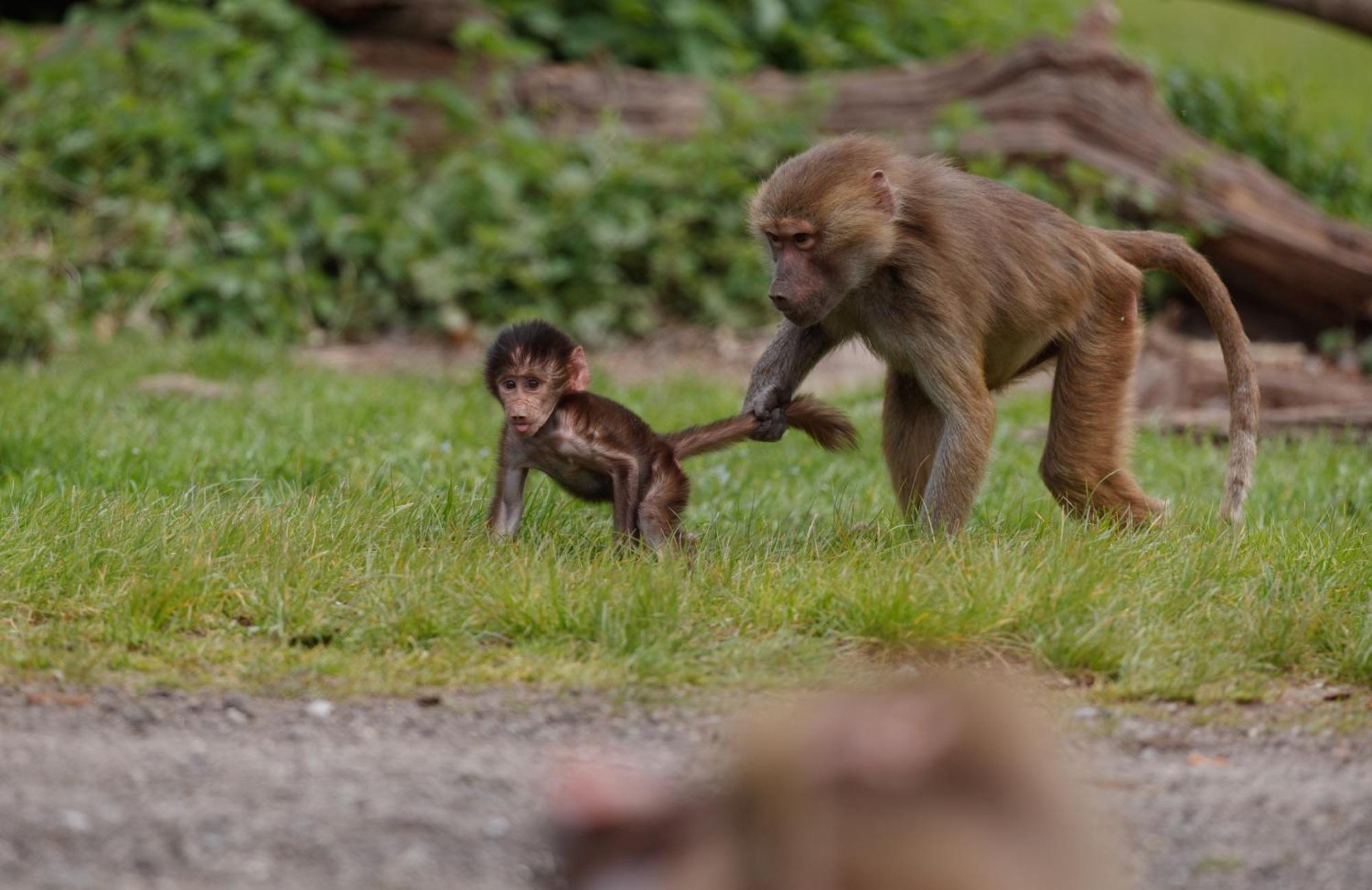 Knuthenborg Safaripark Hotel Maribo Buitenkant foto