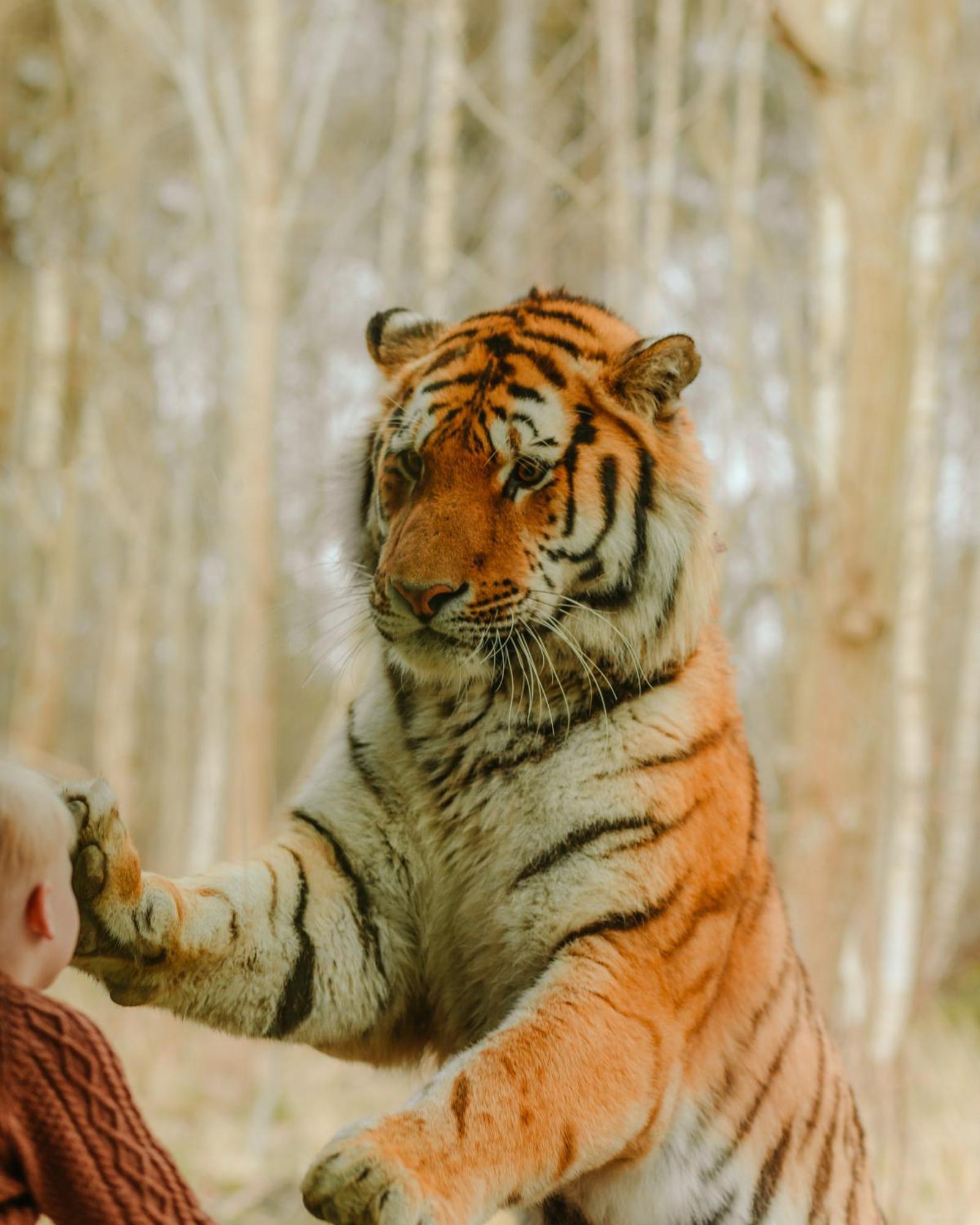 Knuthenborg Safaripark Hotel Maribo Buitenkant foto