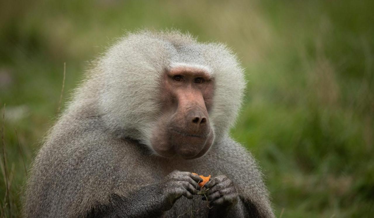 Knuthenborg Safaripark Hotel Maribo Buitenkant foto