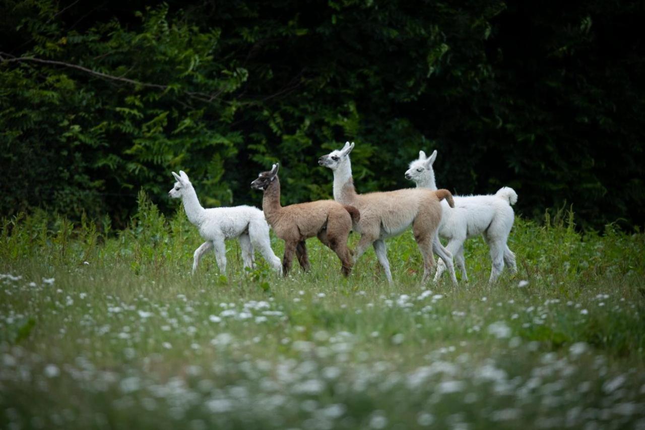 Knuthenborg Safaripark Hotel Maribo Buitenkant foto