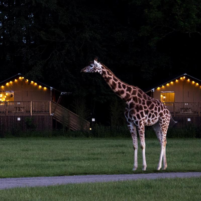 Knuthenborg Safaripark Hotel Maribo Buitenkant foto