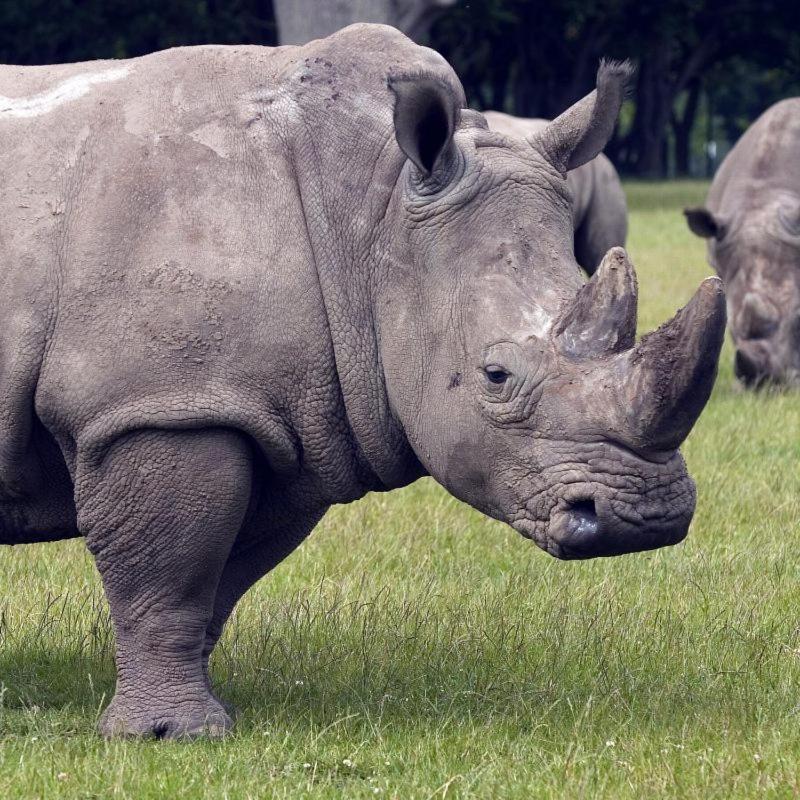 Knuthenborg Safaripark Hotel Maribo Buitenkant foto