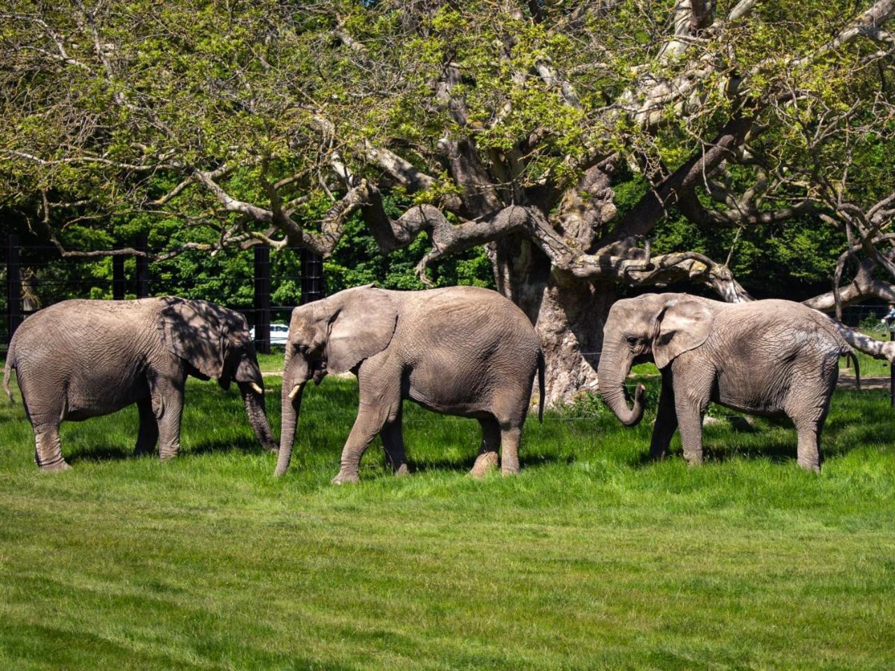 Knuthenborg Safaripark Hotel Maribo Buitenkant foto